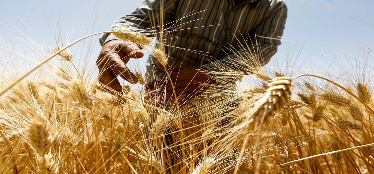 A farmer harvests wheat in a field in the countryside of al-Kaswa, south of Syria's capital Damascus, on June 18, 2020. - Heavy rain and reduced violence provided a relief to Syrian farmers with a good harvest this year, as a tanking economy leaves millions hungry across his war-torn country. Prior to the outbreak of the conflict in 2011, Syria produced more than 4.1 million tonnes of wheat, enough to feed its entire population. But production plunged to record lows during the war, boosting reliance on imports, mainly from regime ally Russia. (Photo by LOUAI BESHARA / AFP) (Photo by LOUAI BESHARA/AFP via Getty Images)