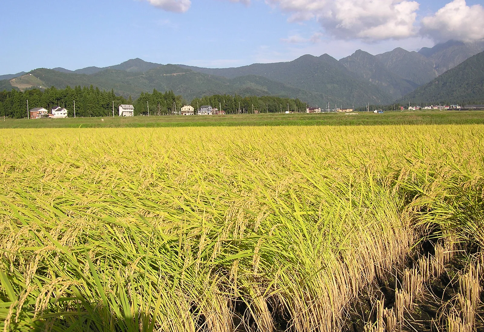 Paddy-field-Minamiuonuma-Japan